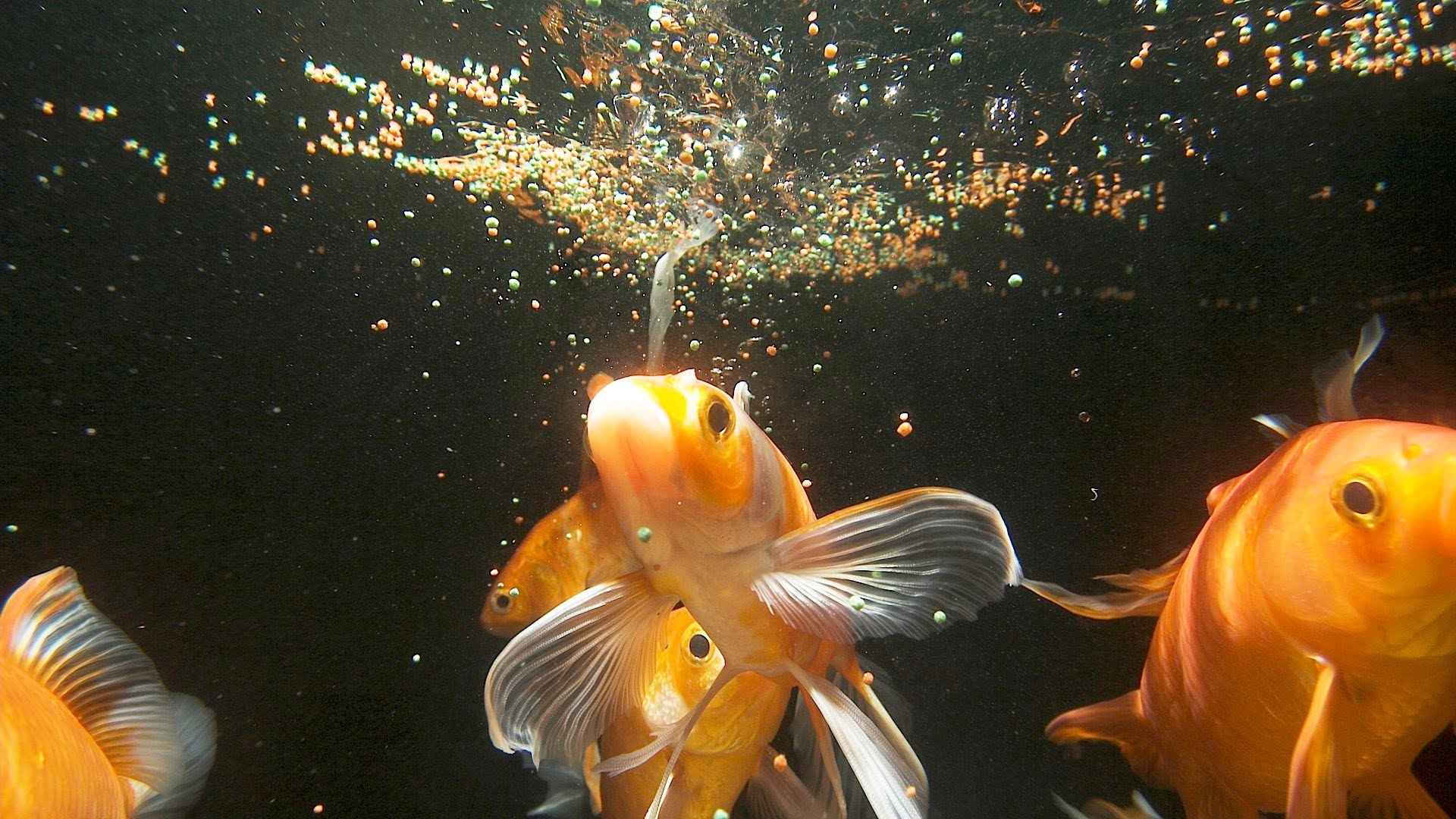 Aquarium Fish Feeding | Tips to maintain your pets