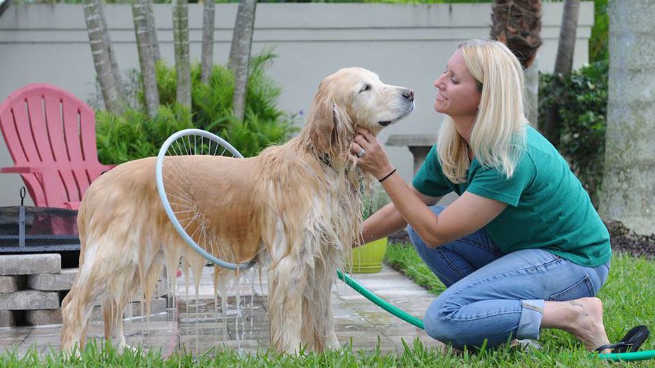 4 Amazing Dog Gadgets available online