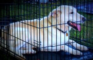Wondering how much to spend on dog kennel See coop cages Australia