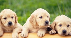 Promoting Dog Health How to Effectively Clean their Kennels