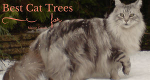 Best Cat Trees for Maine Coons