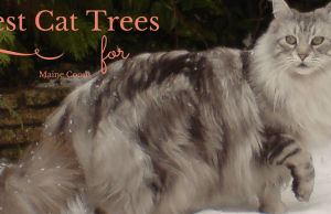 Best Cat Trees for Maine Coons