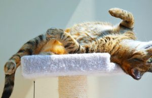 Tips For Purchasing Best Cat Trees