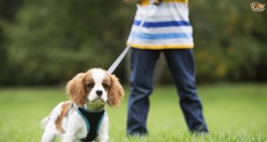 Tips For Finding The Right Dog Lead