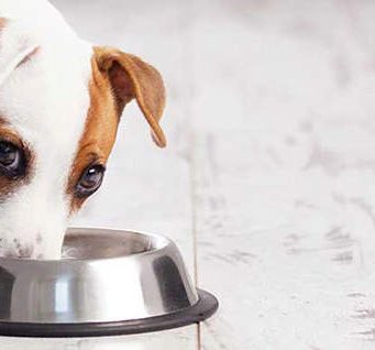 How To Choose the Best Quality of Dog Foods