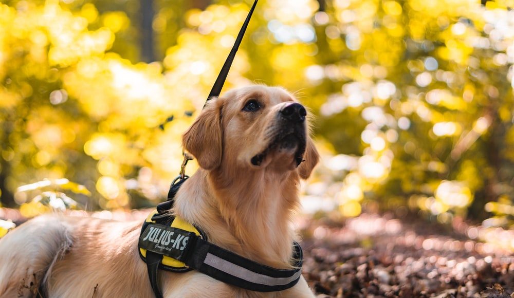 Identifying The Best Dog Harness for your Dog