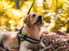 Identifying The Best Dog Harness for your Dog