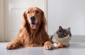 Understanding How to Select The Best Pet Food