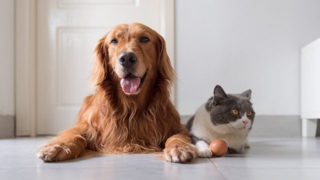 Understanding How to Select The Best Pet Food
