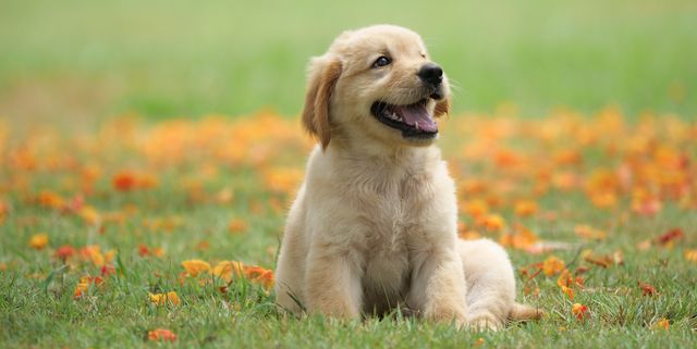 Zen Dog Veterinary Care