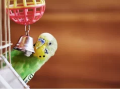 The Best Online Shop For Birds Accessories and Supplies