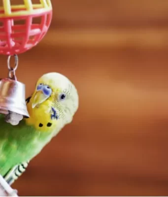The Best Online Shop For Birds Accessories and Supplies