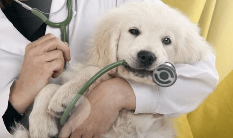 pet insurance protects your pet