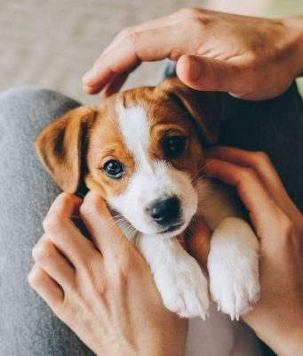 Mistakes to avoid while choosing pet insurance