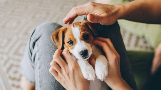 Mistakes to avoid while choosing pet insurance