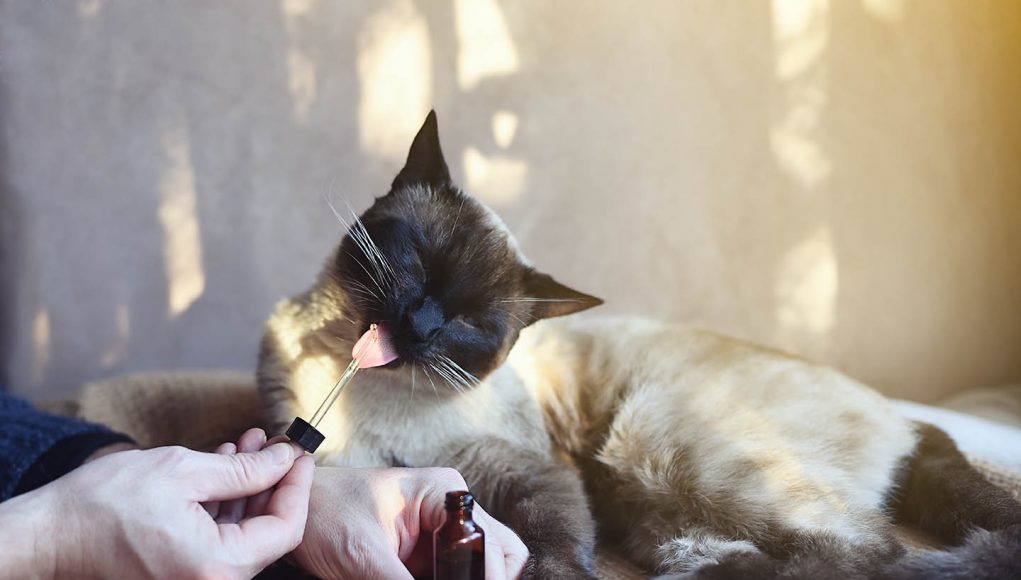 Is CBD Oil The Answer To CBD For Cat Seizures?