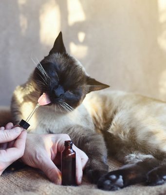 Is CBD Oil The Answer To CBD For Cat Seizures?