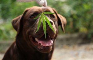 Cbd Oil To Relax Pets