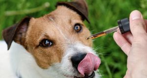 The Complete Guide For Cbd Oil For Dogs