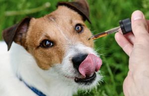 The Complete Guide For Cbd Oil For Dogs