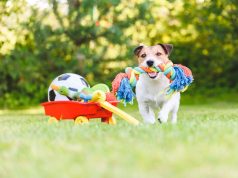 Eco Dog Toys For Specific Breeds Or Sizes: Tailored Recommendations For Your Four-Legged Friend's Needs