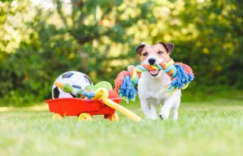 Eco Dog Toys For Specific Breeds Or Sizes: Tailored Recommendations For Your Four-Legged Friend's Needs