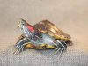 health issues do Red-Eared Sliders