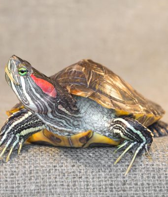health issues do Red-Eared Sliders